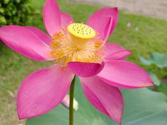 -广州莲花山旅游区