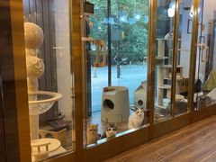 -猫大福·Fortune Cat猫舍(百子湾店)