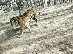 -北京野生动物园