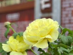 -仁和公园(顺义区)