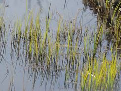 -西湖风景区-江洋畈生态公园