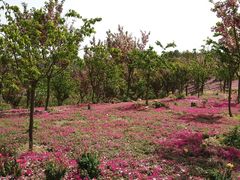 -绵阳盛世樱花悠乐谷