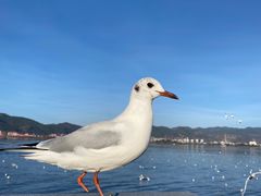 -海埂大坝