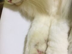 -李小姐の猫咖啡馆(五角场店)