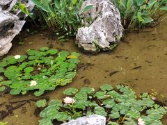 -英德宝晶宫天鹅湖茶语温泉