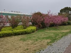 -西京湾花海