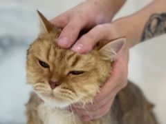 -momokira米努特·德文卷毛猫·棉花面纱犬