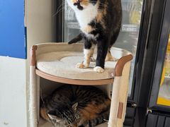 -平行世界·猫咖(首经贸店)