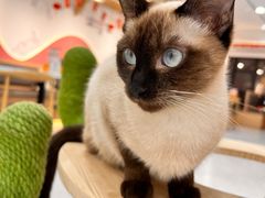 -喵园·猫主题咖啡厅·撸猫·猫咖(国贸店)