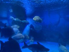 -烟台海昌鲸鲨海洋公园