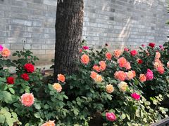 -后海公园