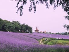 -大塘金香草谷