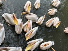 -广州长隆飞鸟乐园