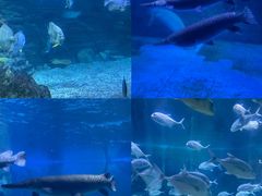 -烟台海昌鲸鲨海洋公园