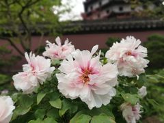 -六和塔文化公园