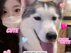 -Husky Go! 哈士奇体验馆·宠物咖啡厅狗咖