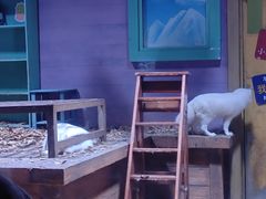 -上海海昌海洋公园-冰山北极馆