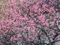 -八大山人梅湖景区