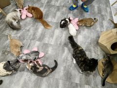 -楼上猫咖(罗湖店)