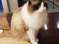 -Catmate·猫肥家润(金润铂宫店)