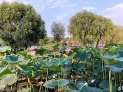 -长春市南湖公园