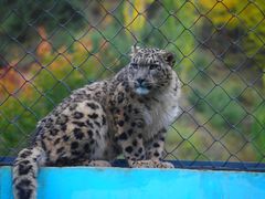 -青藏高原野生动物园