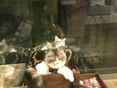 -猫大福·Fortune Cat猫舍(百子湾店)