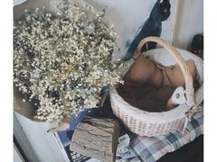 海边的猫和咖啡馆-海边的猫和咖啡馆