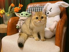 -欣宠猫屋·矮脚拿破仑·蓝金金渐层