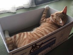 -猫猫幼稚园·撸猫·桌游·电玩