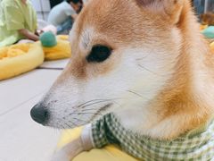 -逗柴咖啡屋·狗咖猫咖宠物桌游