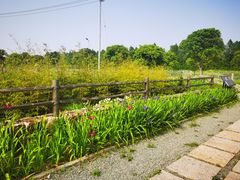 -上海长兴岛郊野公园