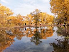 -金塔沙漠胡杨林景区