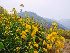 -桑洲油菜花景区