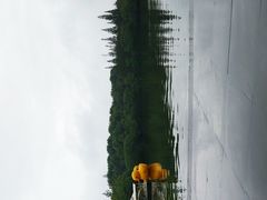 -湖边烧鸭