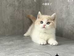-小猫来了·猫舍(红山六九七九店)