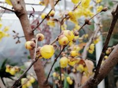 -龙大花卉苗木市场