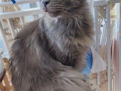 -平行世界·猫咖(首经贸店)