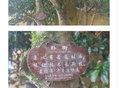 -普陀山风景区-佛顶山