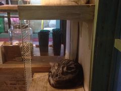 -猫咪博物馆(顶澳仔猫街店)