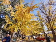 -三里屯东五街银杏大道