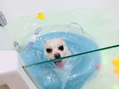 -汪小喵宠物·戴维斯乐芳希施宠馨宝皮毛调理洗护店