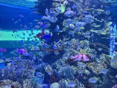 -左海海底世界
