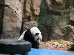 -成都动物园