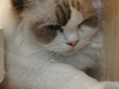 -momokira米努特·德文卷毛猫·棉花面纱犬
