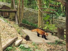 -都江堰中华大熊猫苑