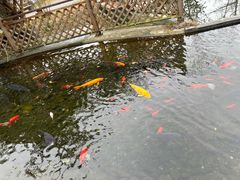 -九尺赵老四鲜鹅肠火锅