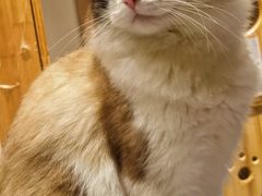 -喵喵咪呀布偶猫咖(春熙路店)
