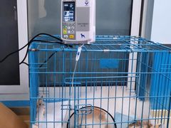 -顺强宠物诊所·狂犬免疫·夜诊·骨科(嘉定店)