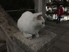 -猫咪博物馆(顶澳仔猫街店)
